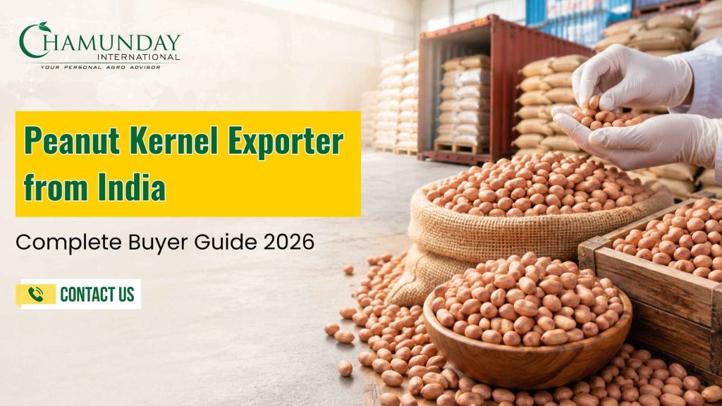 Peanut Kernel Exporter from India - Complete Buyer Guide