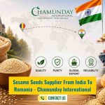 Sesame Seeds Supplier in Romania - Bulk Sesame Seeds Exporter from India - Chamunday International