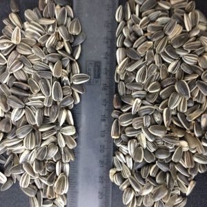 Sunflower Seeds