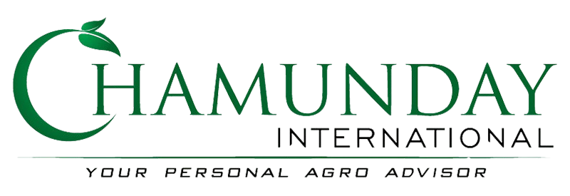 Chamundayinternational.com