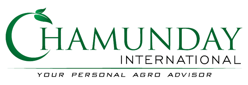 Chamundayinternational.com